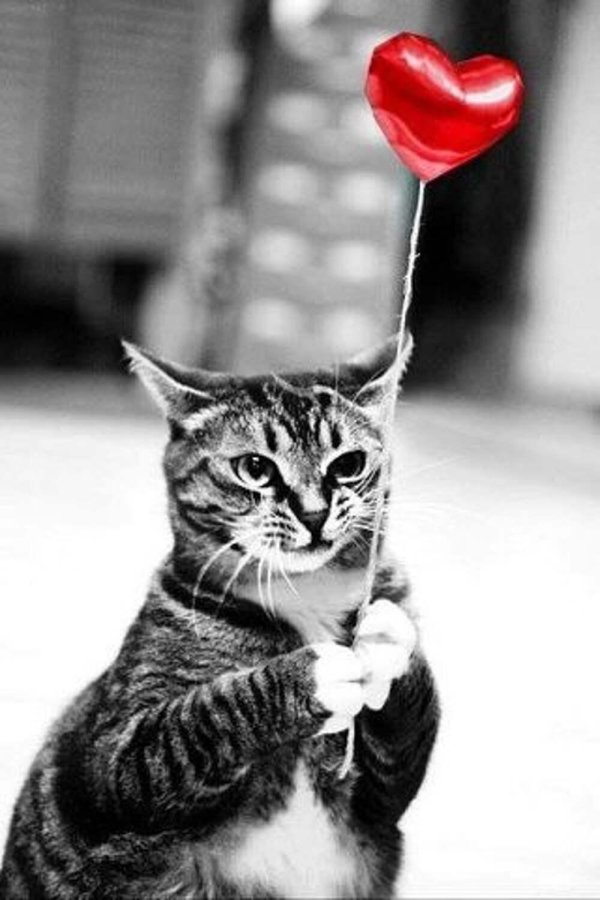 На аватарку кошки